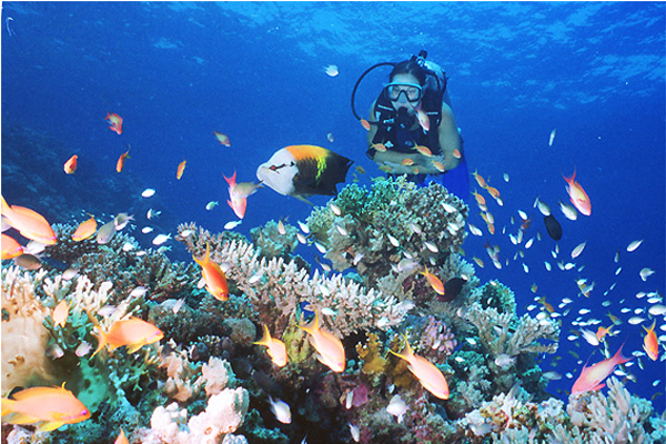 錫銘多洛島擁有豐富的珊瑚礁生態，是非常受歡迎的潛水點。（圖片來源／tx.english-ch）