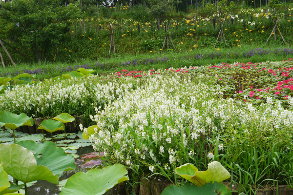 同心池內島區白色天使花與紅色鳳仙花的彩妝。（圖片來源／台北市大地處）