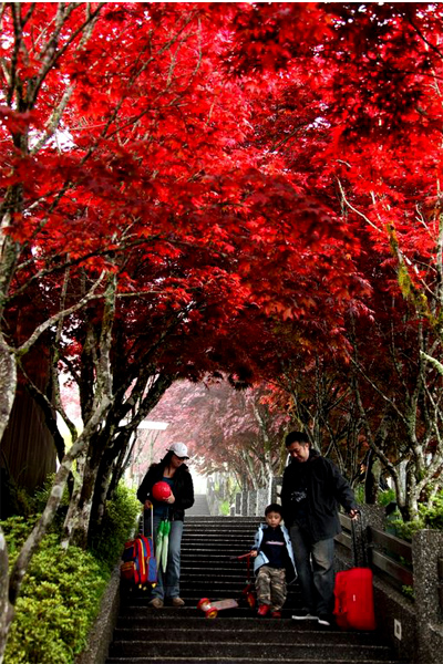 每年四至十月期間，兩旁槭葉都會將隧道染紅。(圖片來源／台灣觀光局）