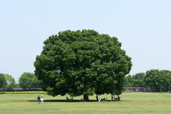 除了繽紛花毯外，舒服的大樹綠地也是昭和公園的特色。（圖片來源／4travel）