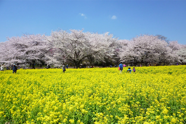初春時節，粉櫻鮮黃的景色讓人心醉。（圖片來源／matome）