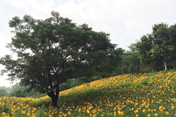 花海中的大樹彷彿金城武樹搬佇立花田間。（圖片來源／沐心泉休閒農場）