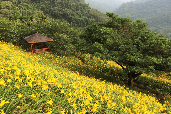 黃澄澄的一片花海，格外動人。（圖片來源／沐心泉休閒農場）