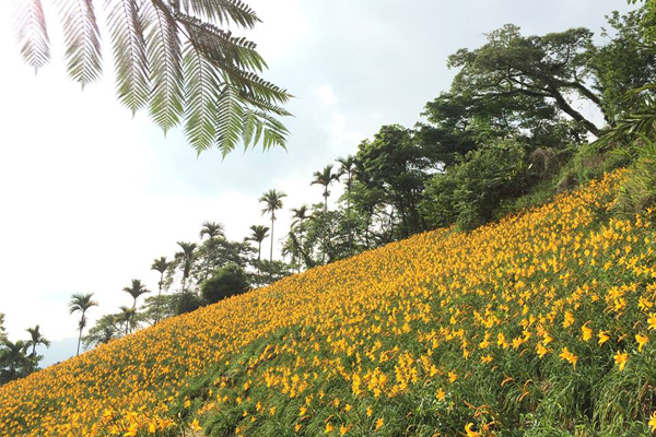 滿山花海景色將一路持續至十月份。（圖片來源／沐心泉休閒農場）