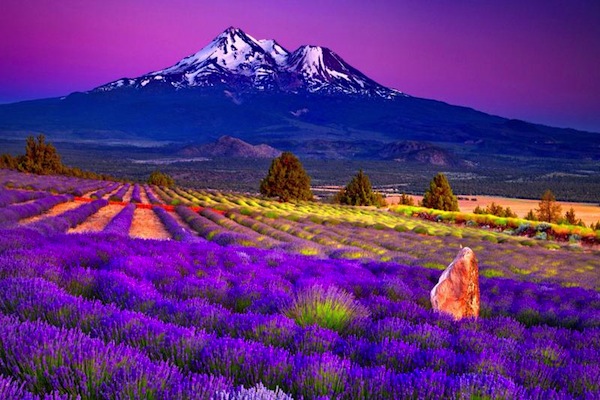 無人不知的法國薰衣草的紫色仙境 。（圖片來源／Free HD Wallpapers ）