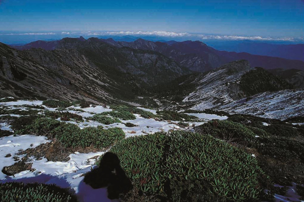 大雪山地勢高，於冬季時能見到雪地景色。（圖片來源／台中觀光旅遊網）