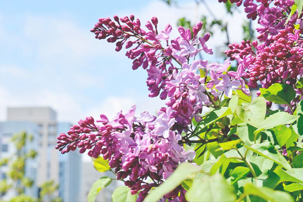 鮮豔的紫丁香迎來札幌的美好春光。（圖片來源／札幌市官方旅遊網站）