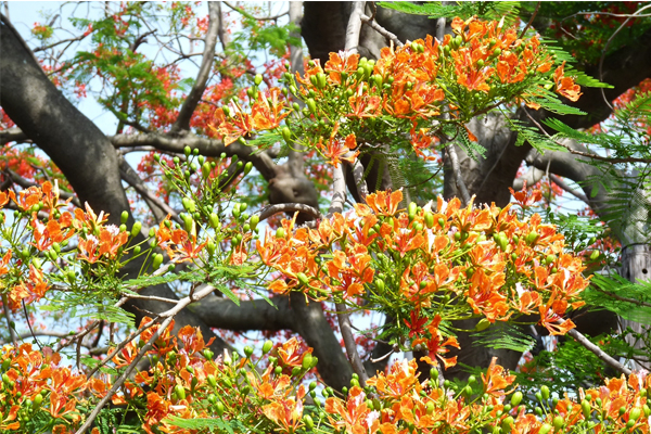 鮮紅的鳳凰花，燦爛空前，呈現豔麗風貌。（圖片來源／彰化縣政府）