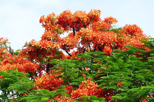 把握5-7月鳳凰花賞季節一起來賞花。（圖片來源／彰化縣政府）