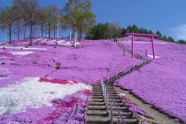 藻琴山公園芝櫻花毯，像是粉紅色的雪一般鋪蓋了整座山頭。(圖片來源／matome)