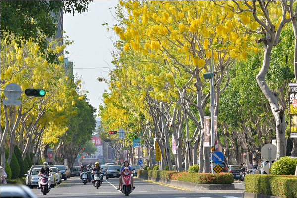 高雄街道被盛開的阿勃勒染上一片金黃。（圖片來源／高雄市工務局）