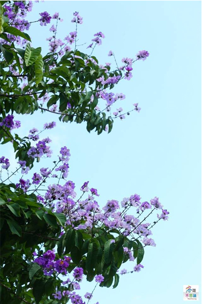 藍紫色的花朵清爽可愛。（圖片來源／高雄 不思議）