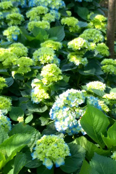 繡球花盛開景色。(圖片來源／大梯田花卉生態農園)