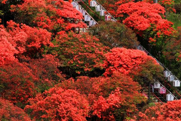 周邊五百多叢的杜鵑，火紅一片風景動人。（圖片來源／aptinet）