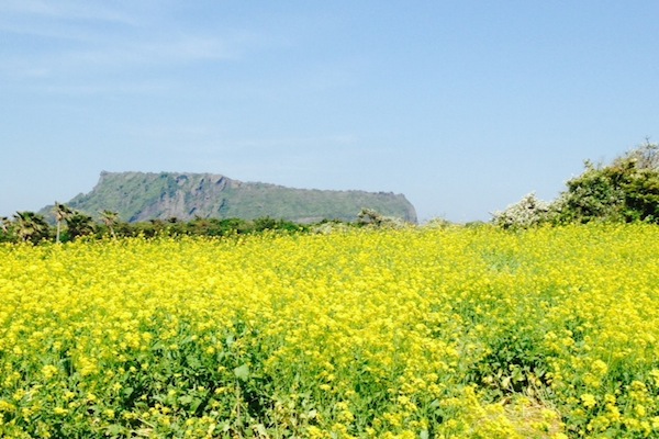 黃色花海中的美景 。（圖片來源／wikipedia）