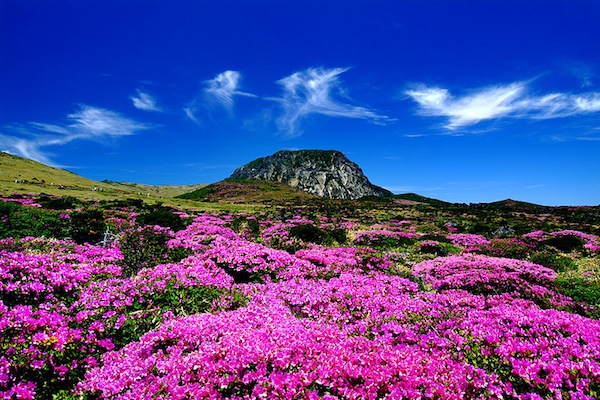 高達1950公尺的漢拿山是韓國最高的。（圖片來源／wikipedia）