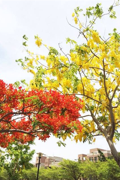 紅葉黃花相映成輝。(圖片提供／台南市政府)