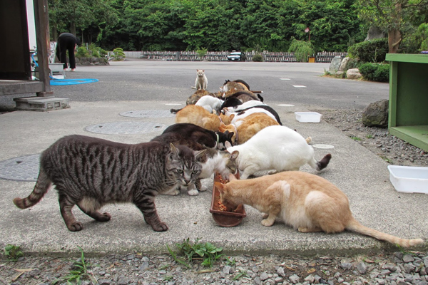 現在已經有超過三十隻貓咪聚集。（圖片來源／nukodera）