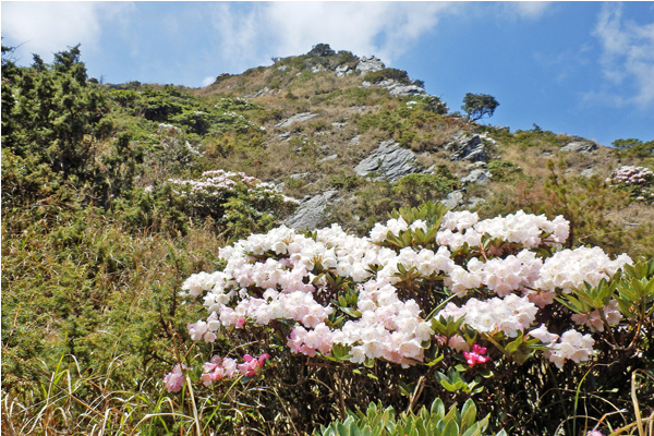 合歡山的「玉山杜鵑」陸續綻放至五月底。（圖片來源／行政院農業委員會林務局）