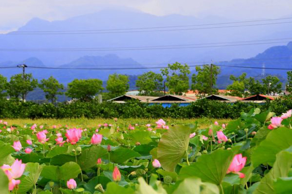 2015 白河蓮花季於6月7日起登場。（圖片來源／台南市政府）