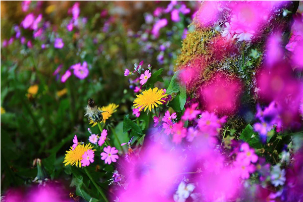 春夏的阿里山，百花齊放充滿生氣。（圖片來源／阿里山國家森林遊樂區）