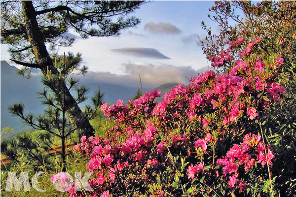 合歡北峰的春日高山杜鵑美景。（圖片來源／太魯閣國家公園官網）