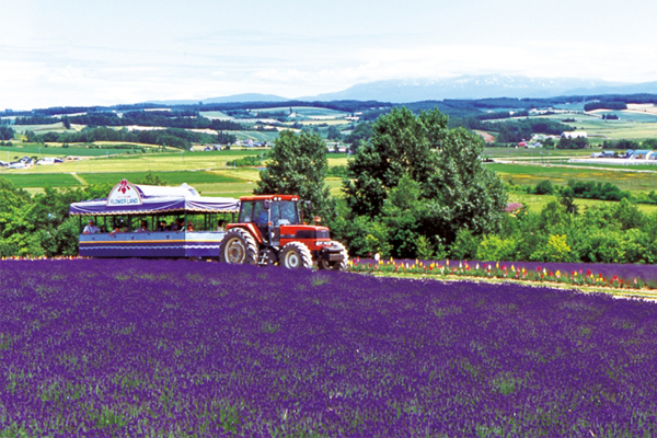 夏季的北海道，鋪上了一層浪漫的紫色花毯。（圖片來源／furanotourism）