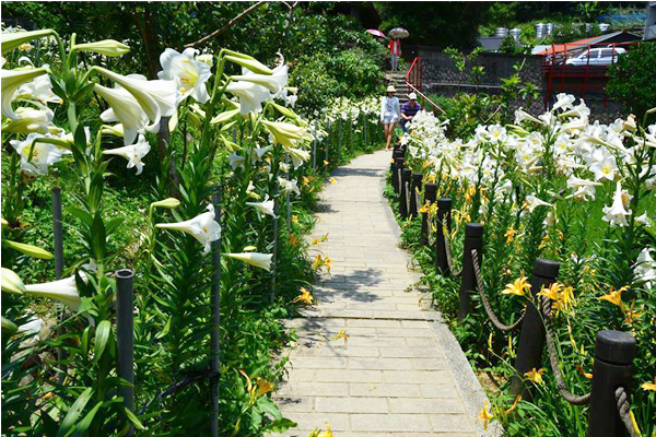 百合金針夾道，為遊人迎來最美夏天。（圖片來源／台北旅遊網）