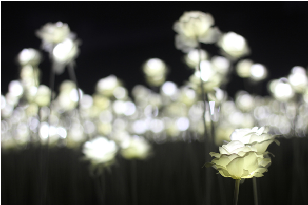 裝有LED的花朵綻放閃亮，不真實的美感格外浪漫。(圖片來源／kyeongheum）