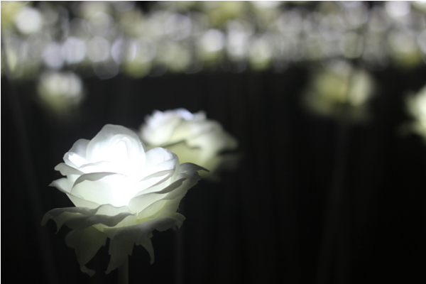 LED白玫瑰在日落後點燈。(圖片來源／kyeongheum）