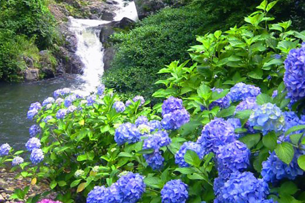 涼爽的瀑布、鮮豔的花朵，讓人暑氣全消。（圖片來源／asobo-saga）