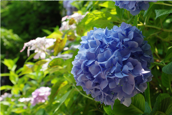 每年紫陽花在六、七月盛開。（圖片來源／tentokunoyu）