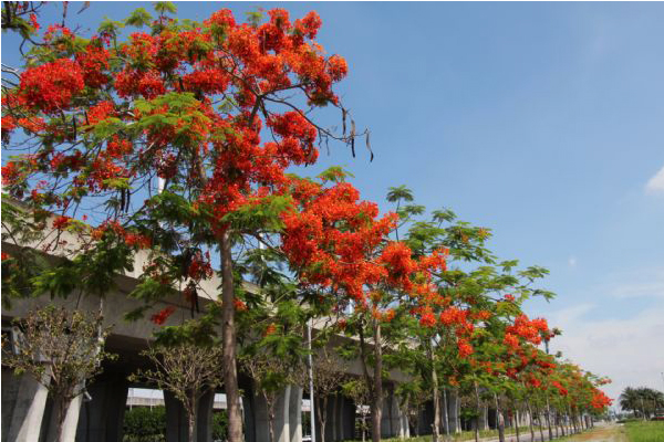 奪目艷紅的鳳凰木。（圖片來源／台南市政府）