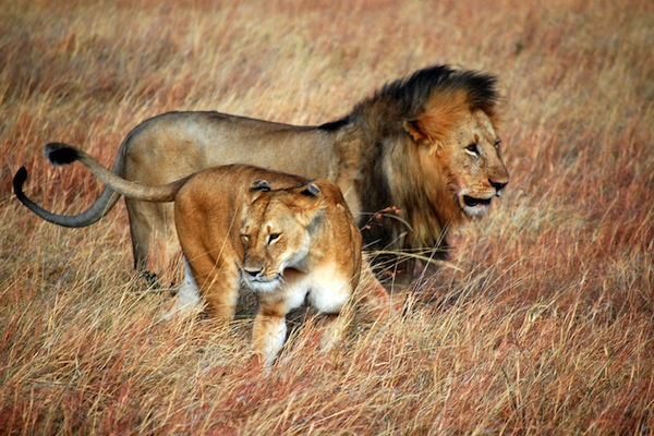 被人視為「薩凡納之王」的獅子，在肯亞可以看到。（圖片來源／Flickr ）