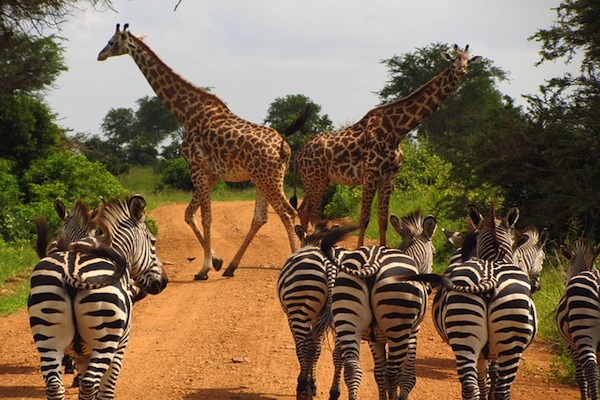 斑馬與長頸鹿一起走的情景，真是難得。（圖片來源／ Pixabay）