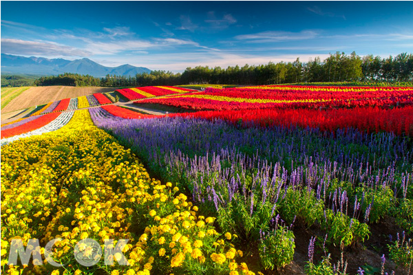 北海道花田為日本最美景點之一，是一生必走一遭的知名景點。（圖片提供／樂天株式會社）