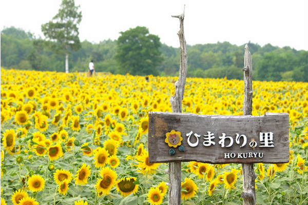 北龍町的「向日葵之鄉」，擁有日本規模最大的向日葵花田。（圖片來源／japan.arukikata）