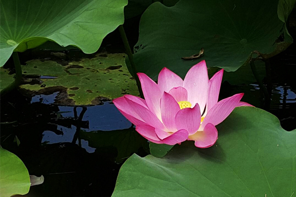 夏日荷花正盛開。（圖片來源／新北市高管處）