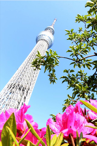 設計清爽簡約的晴空塔與東京清透的天空成就最美風景。（圖片來源／東京スカイツリー  Tokyo Skytree）