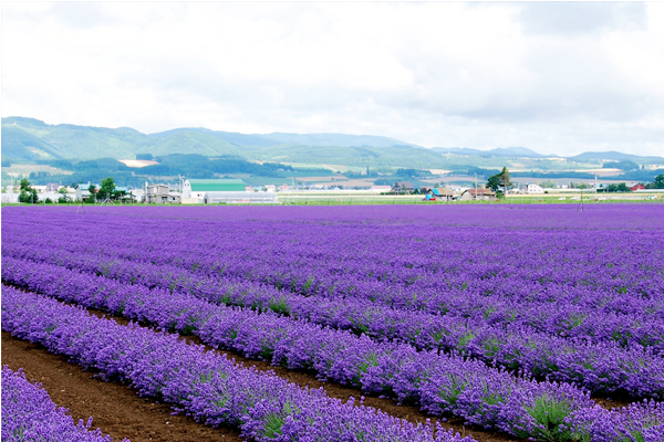 大片的薰衣草花田與遠方綿延山脈相映成為北海道最美風光。（圖片來源／miutour）