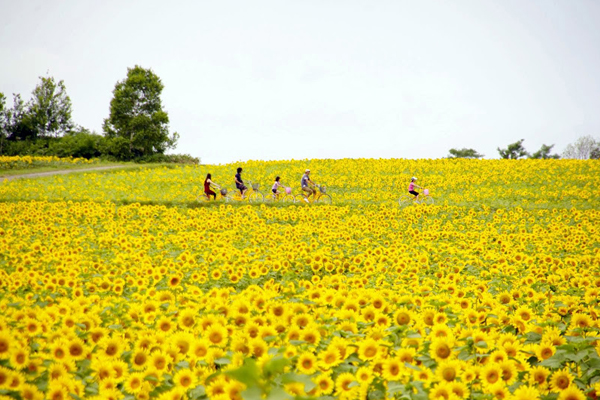 向日葵花朵綻放，迎接最燦爛的夏天。（圖片來源／portal.hokuryu）