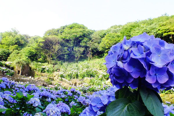 繡球花挺立在田埂之間。（圖片來源／台北市大地處）