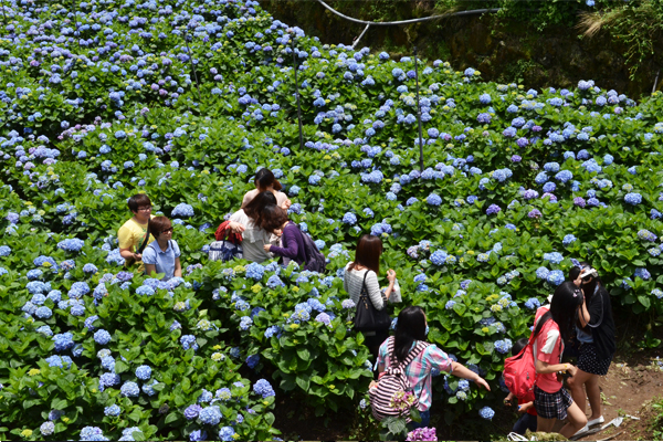 人群融入繡球花海攝影。（圖片來源／台北市大地處）