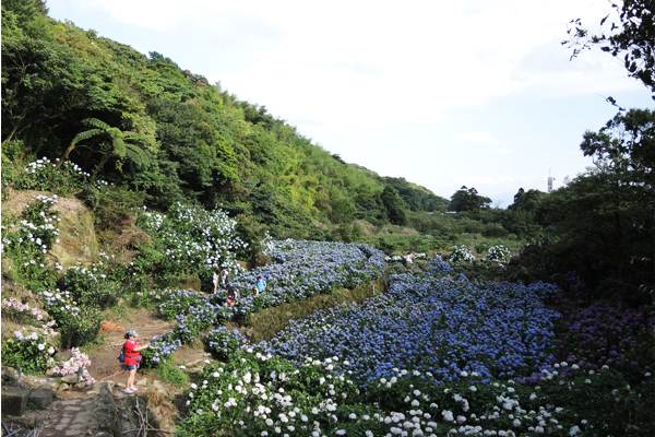 繡球花海。（圖片來源／台北市大地處）