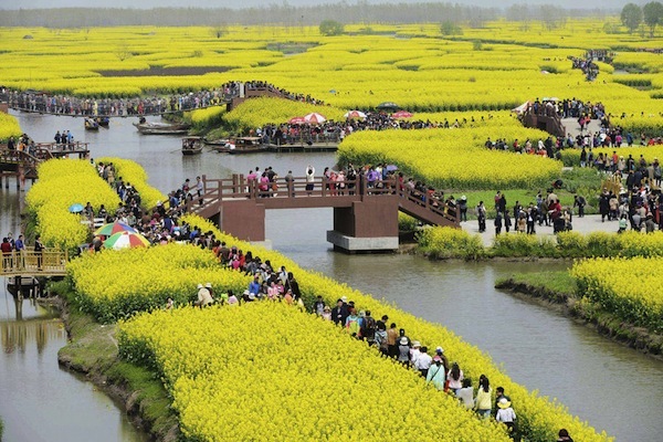 東旺村的油菜花田地區清明節時節是全年度假最火紅的地方之一。（圖片來源／Lavanguardia ）