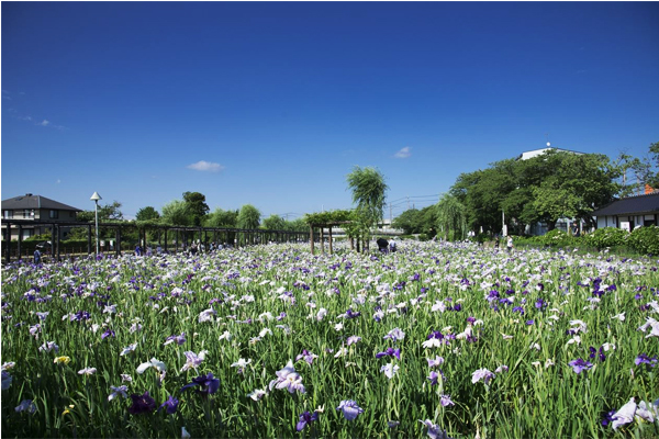 百萬株的菖蒲組成的花海景色動人。（圖片來源／city.itako.lg.jp）