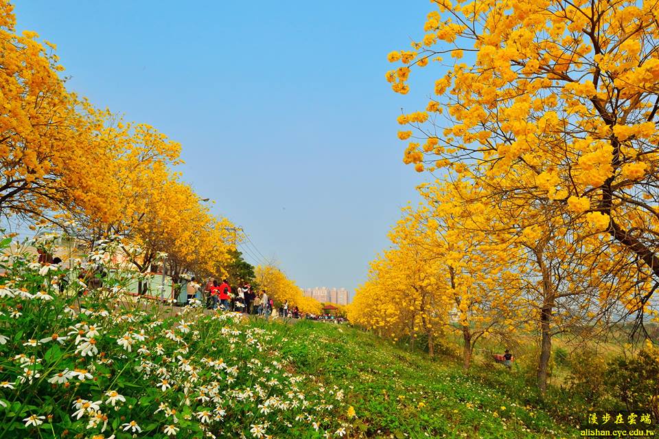 美麗的花朵，熱鬧的帶來春天的訊息。(圖片提供／漫步在雲端的阿里山黃源明)