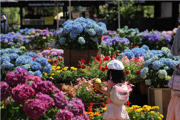 豪斯登堡自6月6日起展開為期一個月的繡球花祭。（圖片來源／豪斯登堡 HUIS TEN BOSCH）