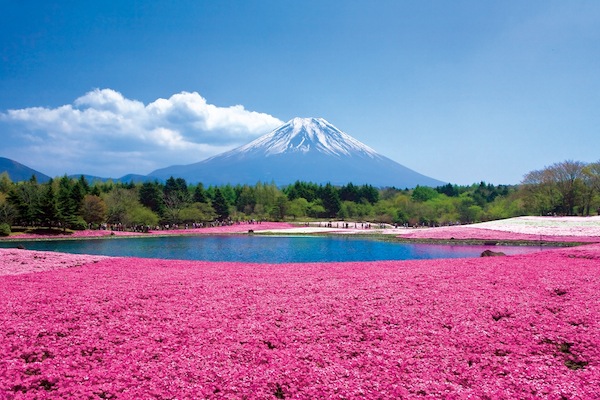 富士芝櫻祭時所呈現的美景已虜擭海內外成千上萬旅客的芳心。（圖片來源／Travelience ）