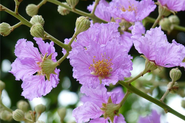 清新脫俗的大花紫薇於每年六至八月份綻放。（圖片來源／彰化縣政府旅遊資訊網）